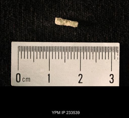 Archaeocidaris sp.