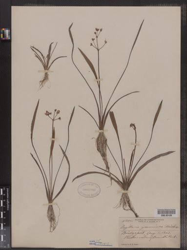 Sagittaria graminea