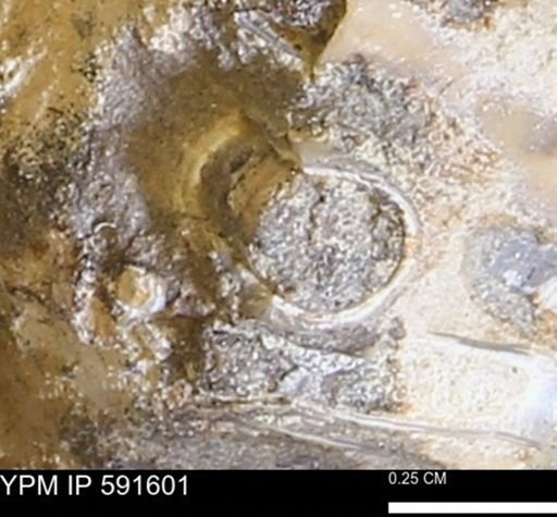 Serpulidae