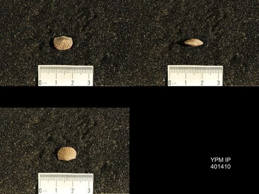Plectorthis plicatella