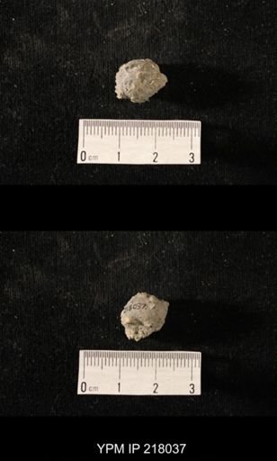 Sphaerodoma sp.