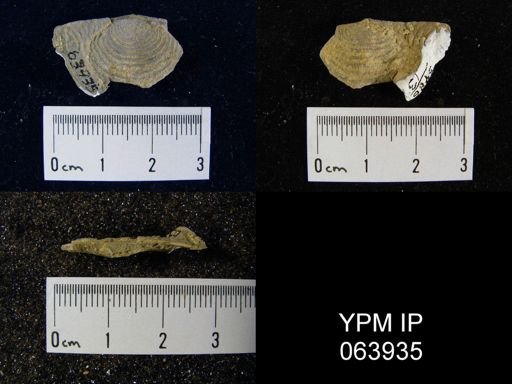 Leptaena tennesseensis