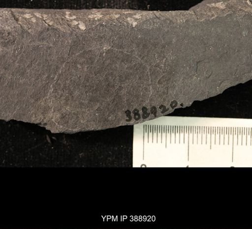 undet. Belostomatidae