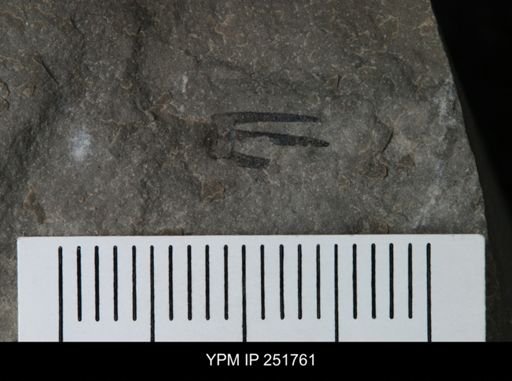 undet. Eurypterida