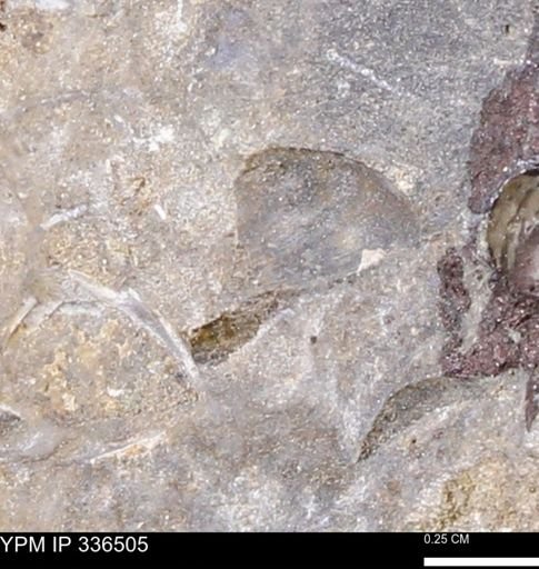undet. Bivalvia