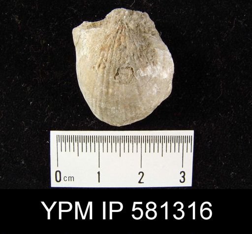Atrypa sp.