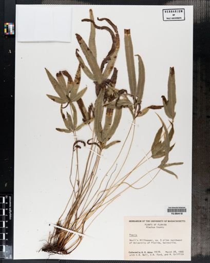 Plantae