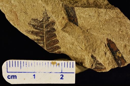 Cynepteris lasiophora
