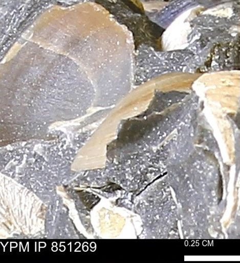 Limopsis striatopunctatus