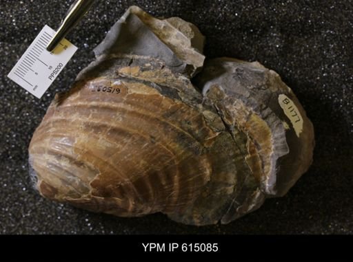 Inoceramus sp.