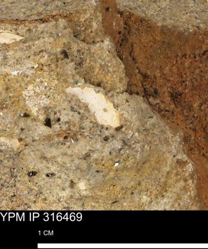 undet. Mollusca