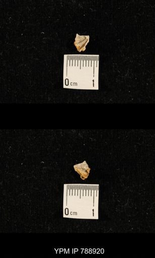 undet. Brachiopoda