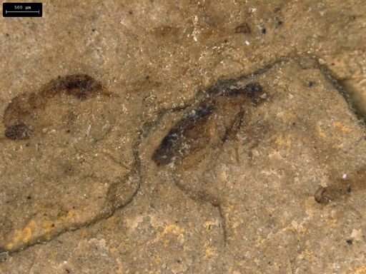 undet. Blattodea
