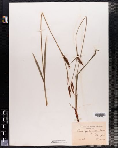 Carex polymorpha