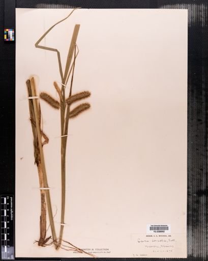 Carex comosa