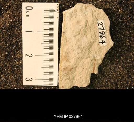Hexapoda