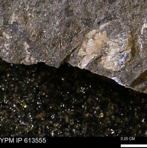 Scaphites sp.