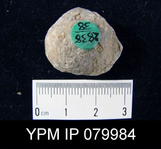 Stropheodonta equistriata