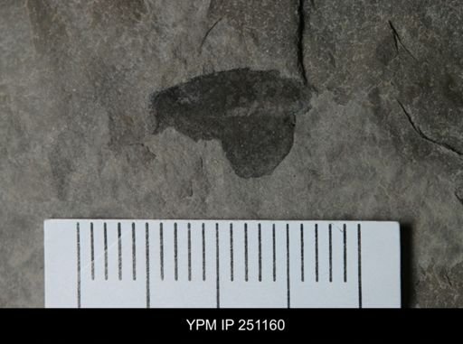 undet. Eurypterida