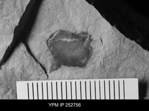undet. Eurypterida