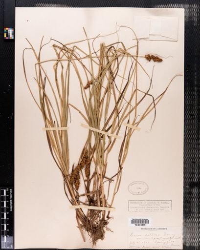 Carex setacea