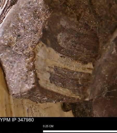 undet. Bivalvia