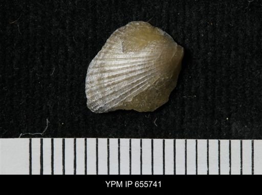 Limopsis striatopunctatus
