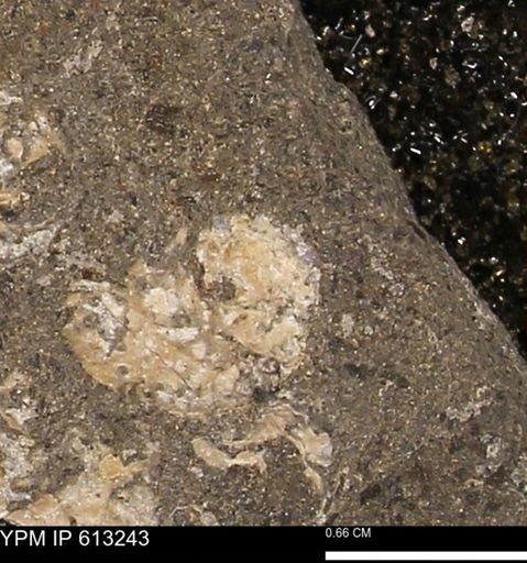 Scaphites sp.
