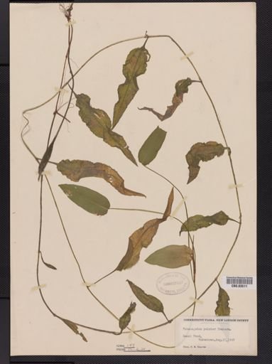Potamogeton pulcher