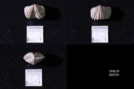 Platystrophia sp.