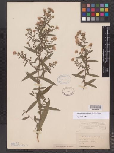 Symphyotrichum tradescantii