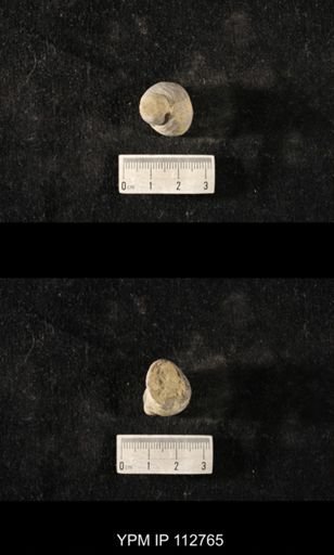 Cyclonema sp.