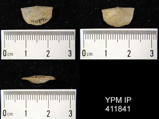 Chonetes granulifer