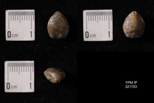 Dielasma sp.