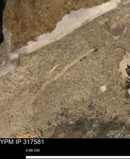 undet. Mollusca