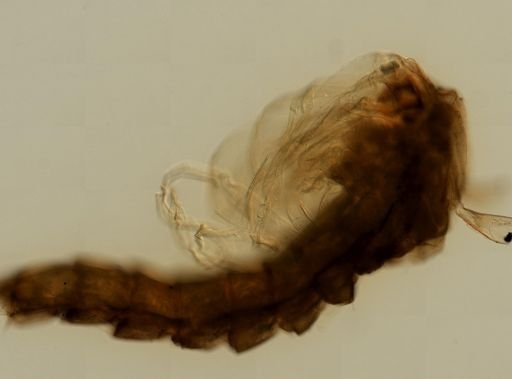 Anopheles