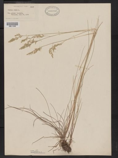 Festuca rubra