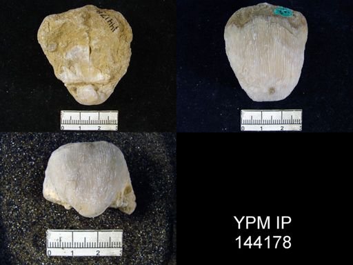 Productus (Linoproductus) lineatus