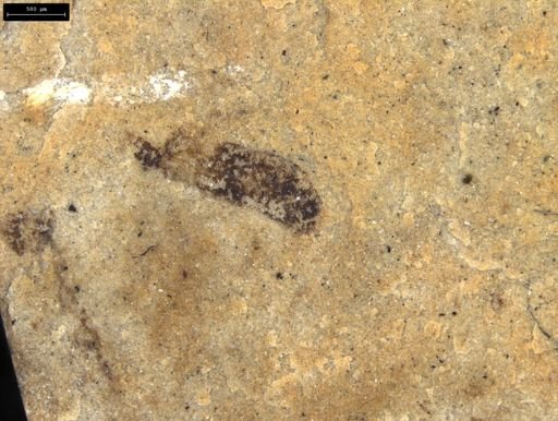 Insecta