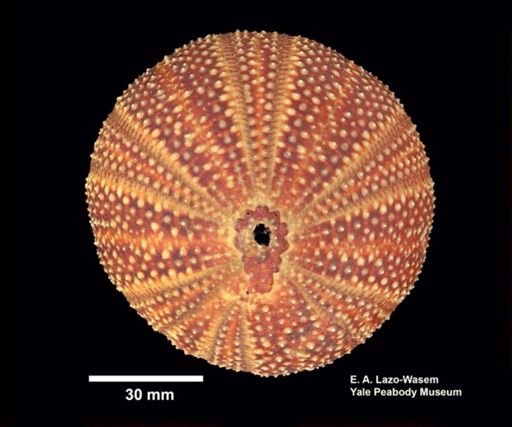 Echinus esculentus