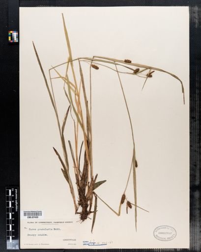 Carex granularis