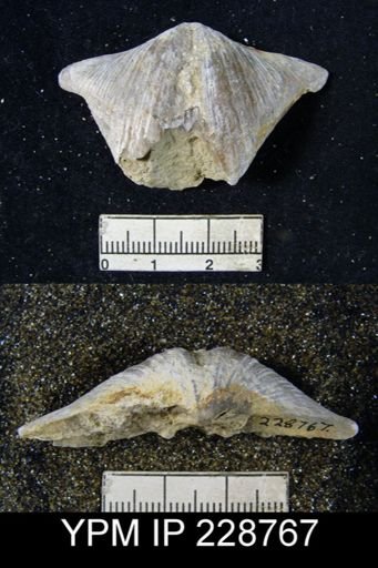 Neospirifer triplicatus