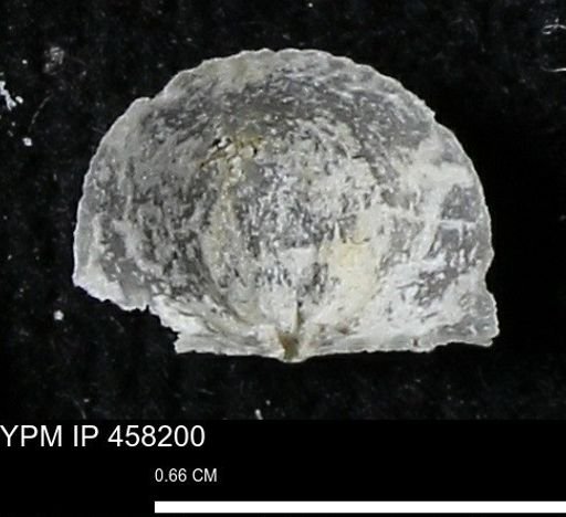 Chonetes mucronatus