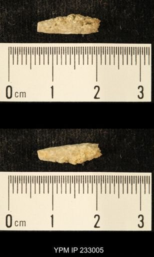 Archaeocidaris sp.