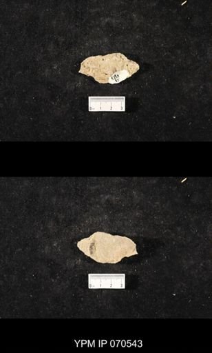 Favosites louisvillensis