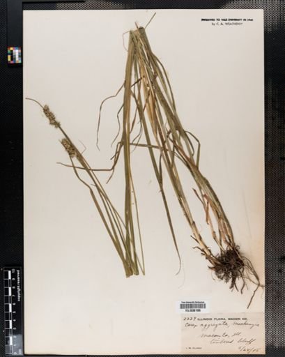 Carex aggregata
