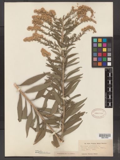 Solidago altissima