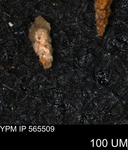 Verneuilina canadensis