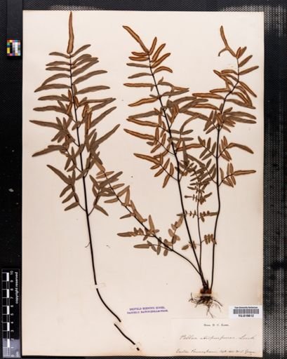 Pellaea atropurpurea