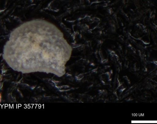 undet. Foraminiferida